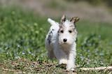 FOX TERRIER 318